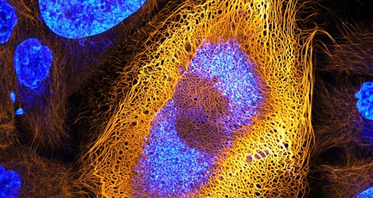 Las fotos macro más impactantes del mundo