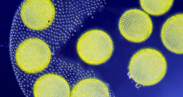 Las fotos macro más impactantes del mundo
