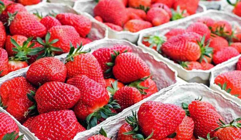 Estas son las fresas que retrasan el alzheimer
