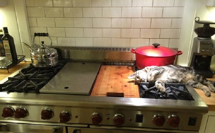 Fotos que demuestran que los gatos odian su vida
