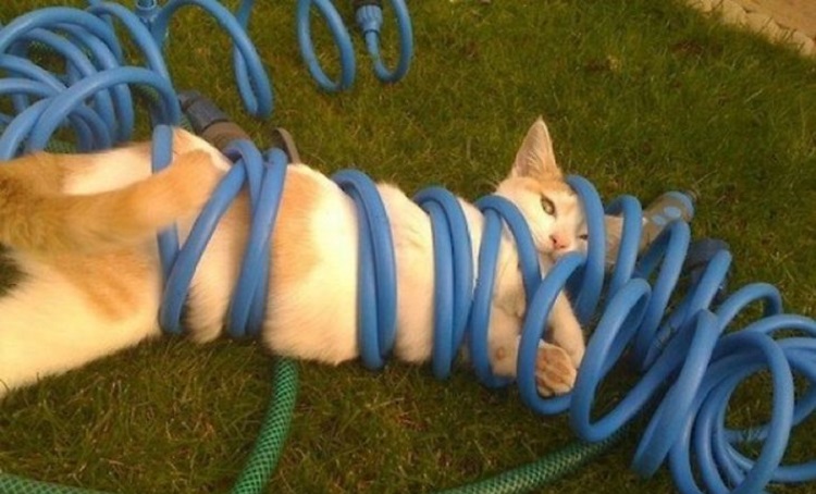 Fotos que demuestran que los gatos odian su vida