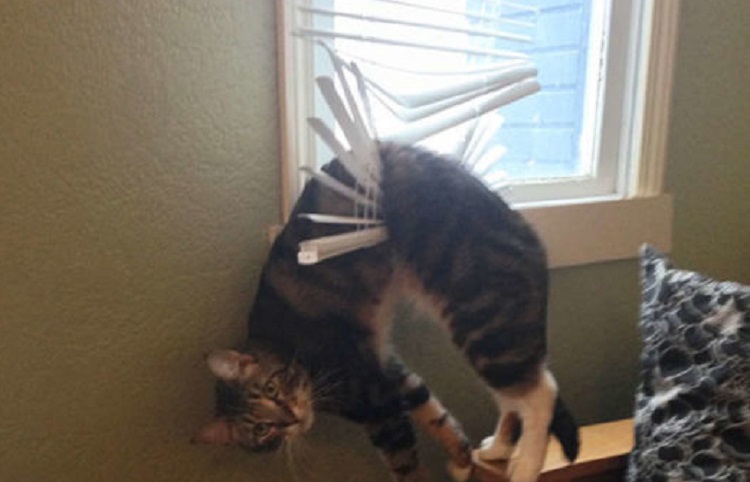 Fotos que demuestran que los gatos odian su vida