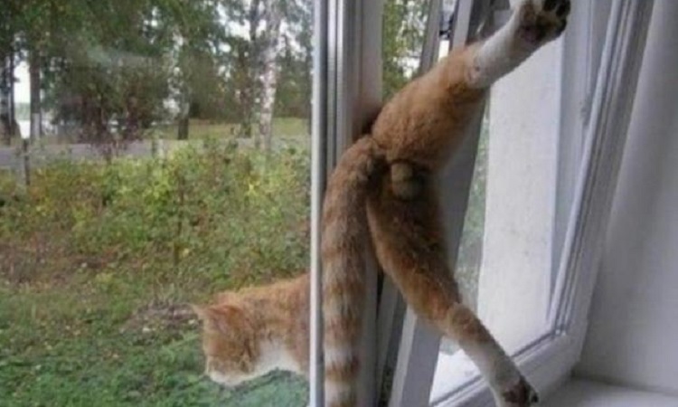 Fotos que demuestran que los gatos odian su vida