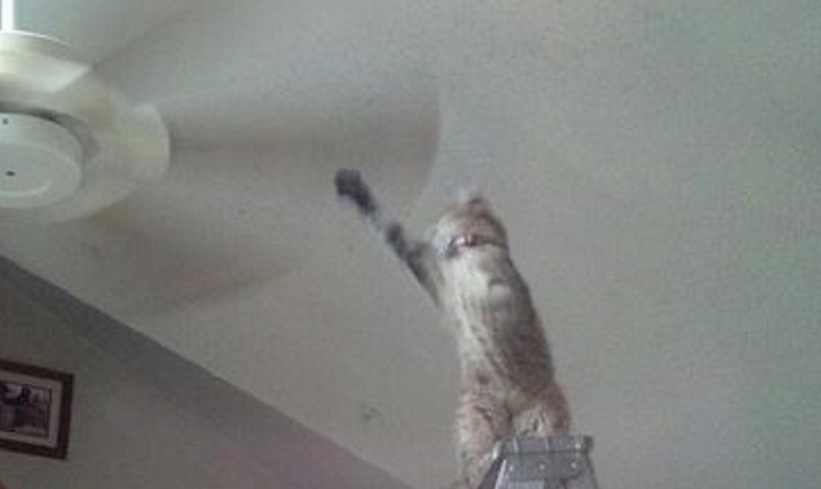 Fotos que demuestran que los gatos odian su vida