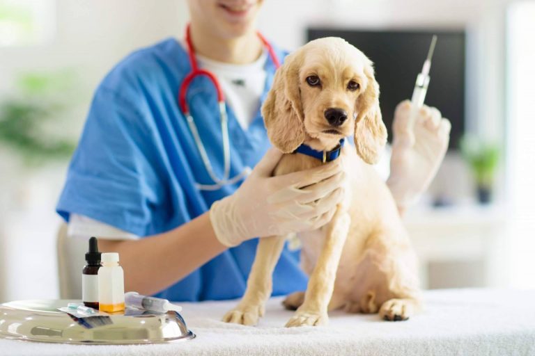 El lugar que se ocupa de la salud de las mascotas y que ofrece servicios profesionales, la Clínica Veterinaria del Valle