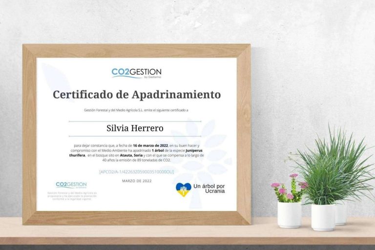 Regalar un árbol para preservar el medioambiente, una idea original y sostenible para las ocasiones especiales