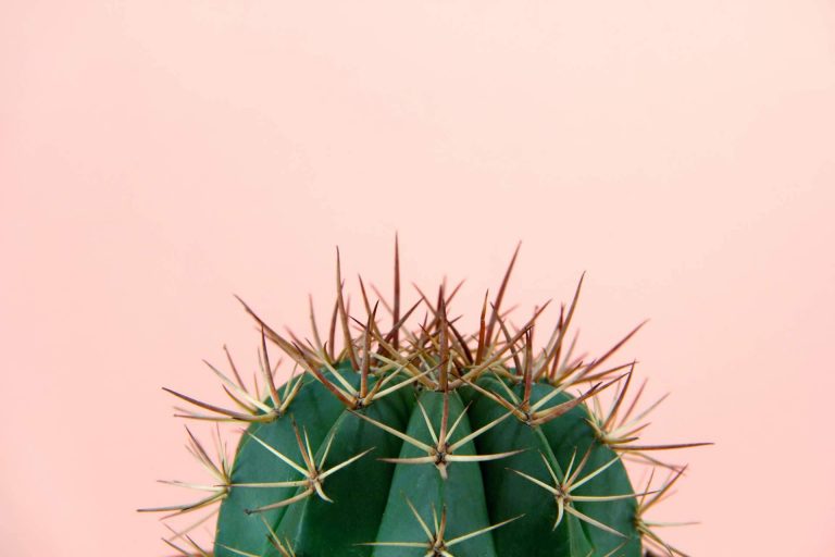 Comprar un cactus online de la mano de Cómprate Un Cactus