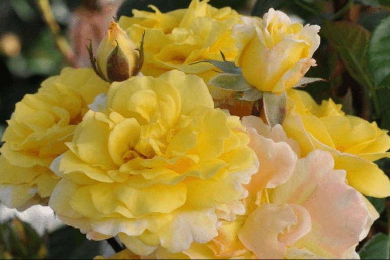 Lou Lou Taste of Love, los rosales comestibles para aportar un toque diferente a cualquier plato