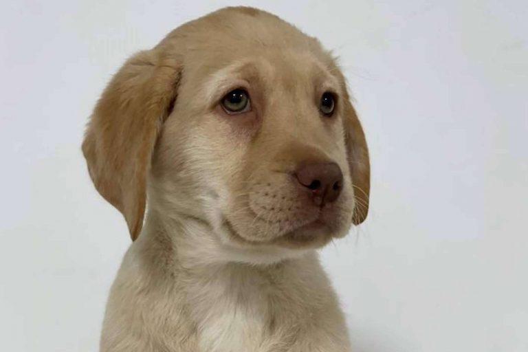 Tienda Cachorro, la tienda de mascotas cuya prioridad son los animales