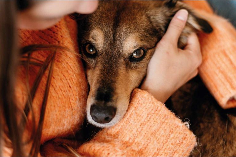 La tienda de accesorios para mascotas Pets4Good apoya causas benéficas