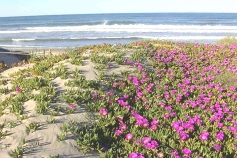 Alquiler vacacional en playa de Oliva (Valencia), Residencial Olival