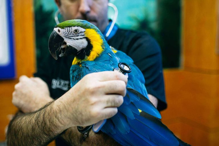 Dudas sobre la vacunación en cualquier especie animal atendidas en el Hospital Veterinario El Bosque