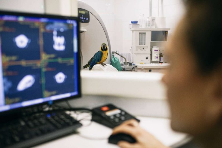 El Hospital Veterinario El Bosque ayuda a los animales de Ucrania