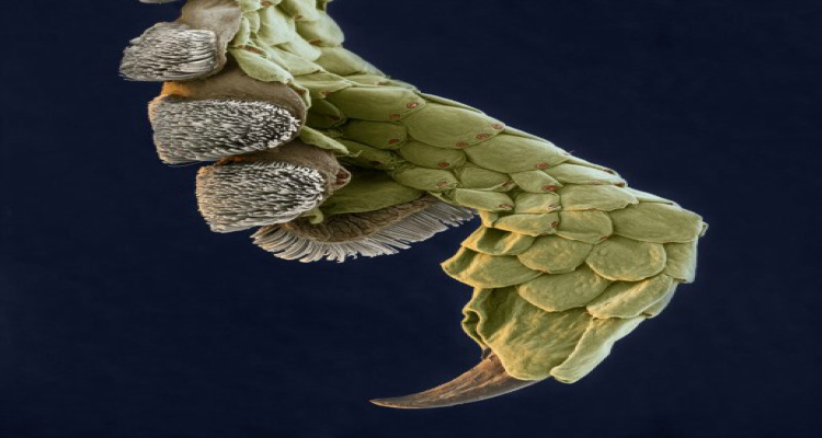 Cosas alucinantes vistas bajo un microscopio