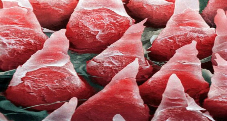 Cosas alucinantes vistas bajo un microscopio