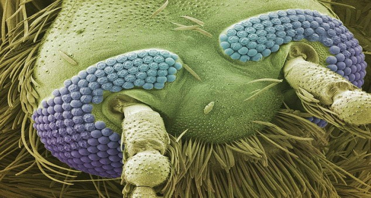 Cosas alucinantes vistas bajo un microscopio