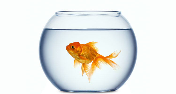 Parásitos que ahora están en tu cuerpo y no lo sabes