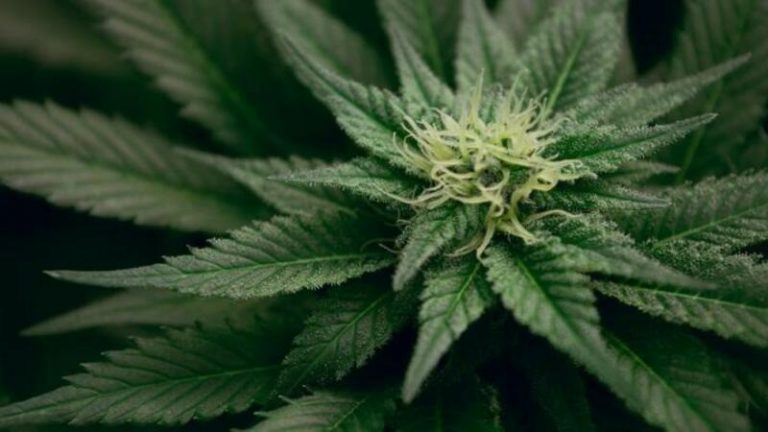 El PSOE se compromete en el Congreso a regular el cannabis medicinal