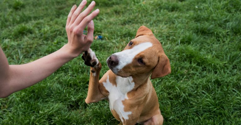 Adiestramiento perros con aves: claves para enseñarle a respetar a gansos y patos