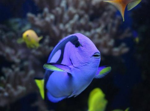 Así es como respiran los peces 1 Así es como respiran los peces