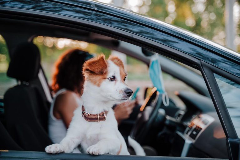 DGT: así debes viajar con tu mascota en el coche para evitar multas