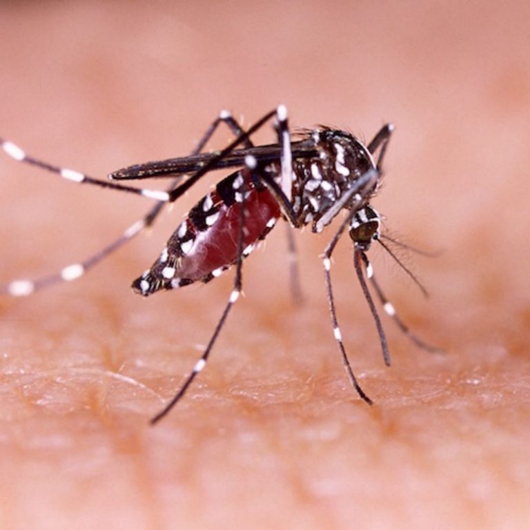 El motivo por el que siempre te pican los mosquitos