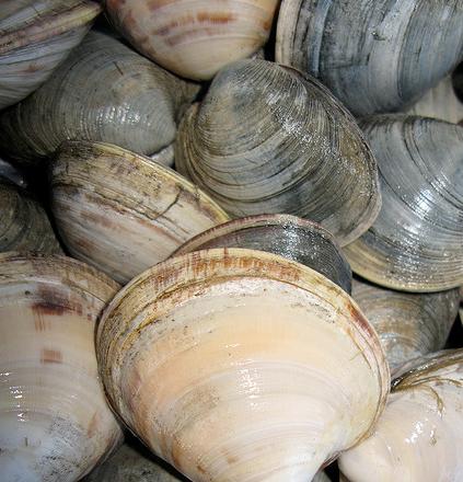 El truco para quitarle la arena a las almejas antes de cocinarlas