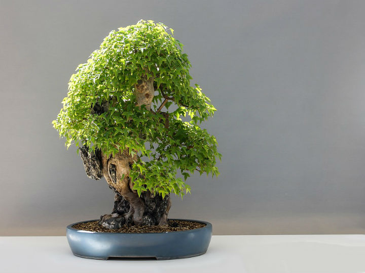 Estas plantas dan mala suerte... ¡y las tienes en casa!