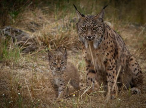 Qué es una especie endémica 1 Qué es una especie endémica