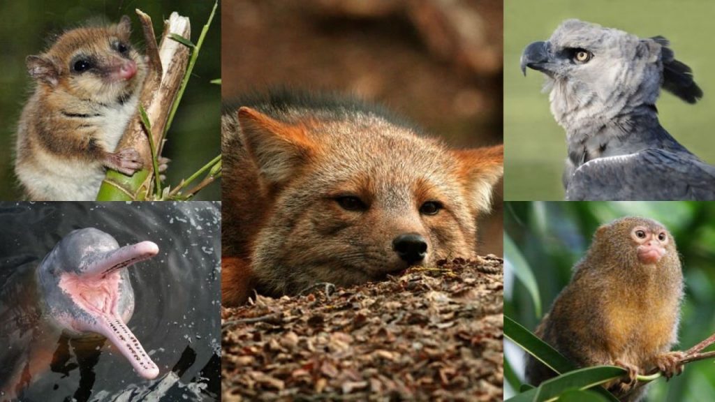 ¿Qué es un endemismo?