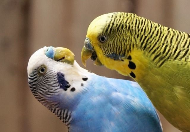 ¿Tienes un periquito o agapornis? El error que cometes y que puede matarlo