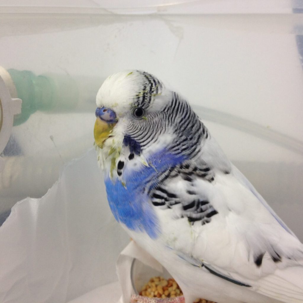 Necesidad de forrajeo y la comida sinfín