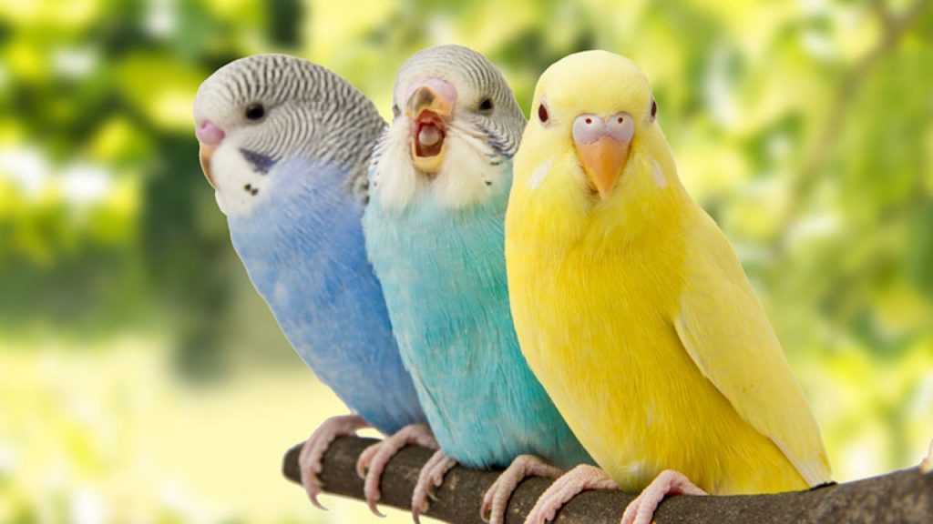 Responsabilidad de tener una mascota