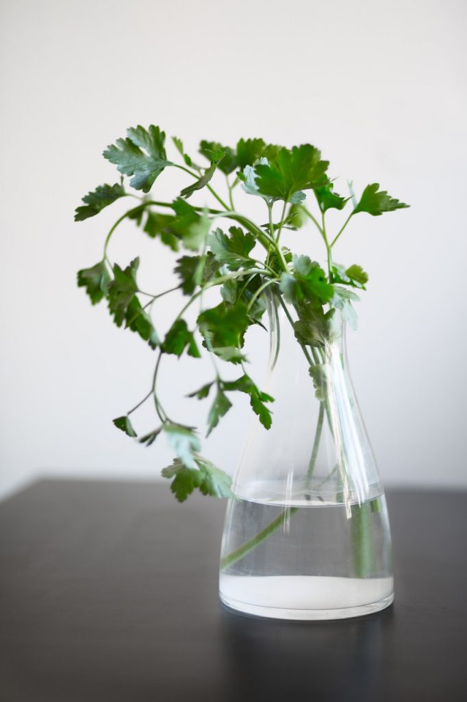 Trucos para conservar más tiempo el perejil fresco