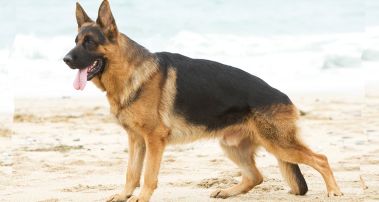Razones para nunca comprar un perro Pastor Alemán