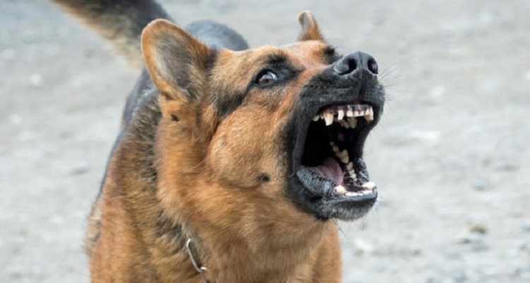Razones para nunca comprar un perro Pastor Alemán