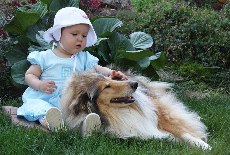 Las mejores razas de perro para tener en casa con niños pequeños