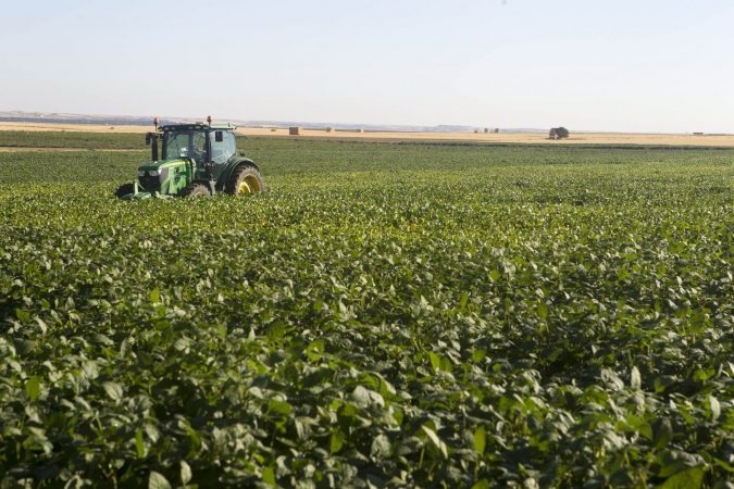 cultivo de soja