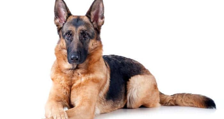Razones para nunca comprar un perro Pastor Alemán
