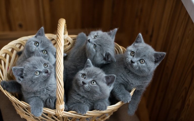 Gato gris: 7 curiosas características de este color de pelaje felino