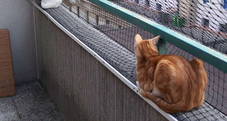 Estos errores que cometes reducen la vida de tu mascota