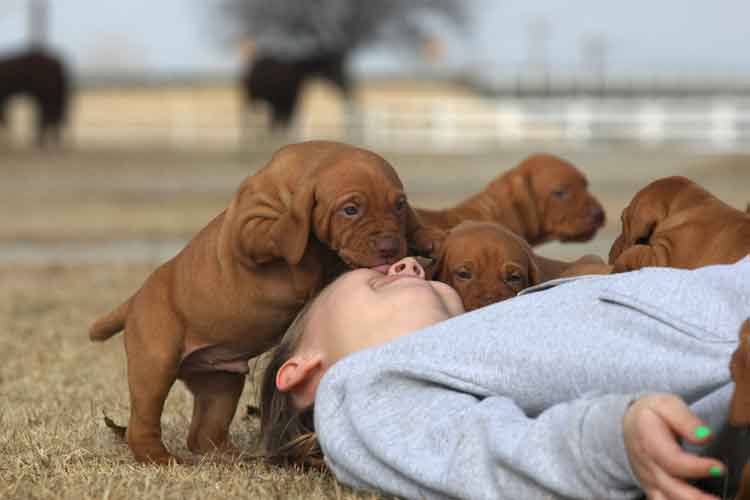 Las mejores razas de perro para tener en casa con niños pequeños