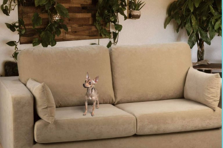 Las principales ventajas y desventajas de compartir el sofá con las mascotas