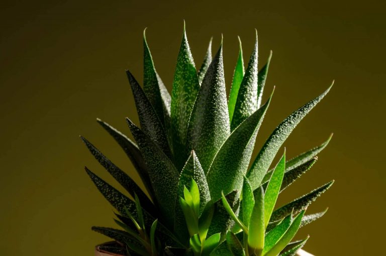 Decoración con los diferentes tipos de cactus