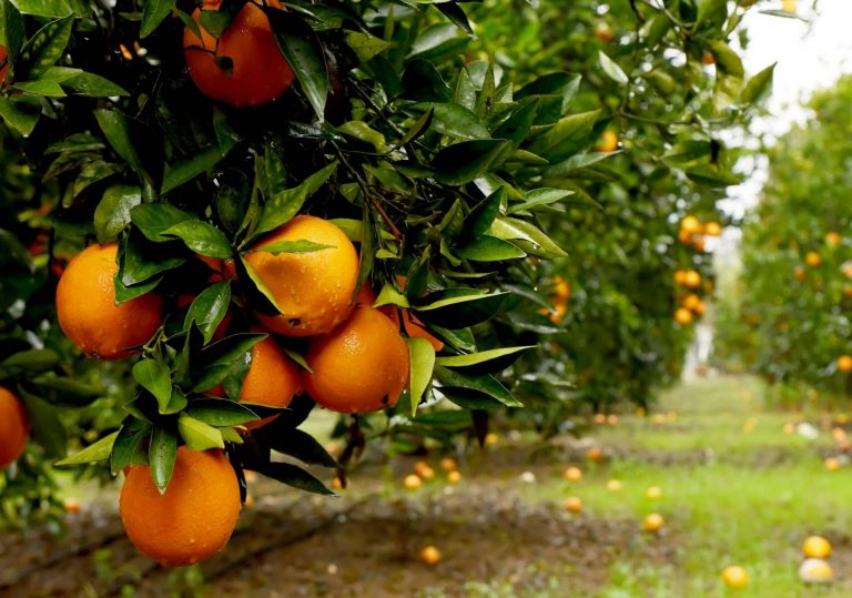 La agricultura sostenible es importante para consumir naranjas frescas, por Sabor a Naranjas