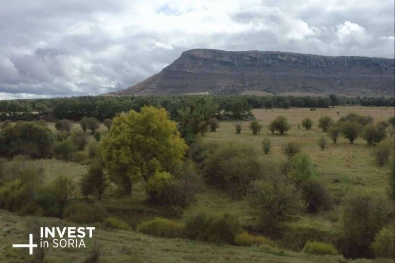 La provincia de Soria plantará un árbol por cada 10.000€ de inversión
