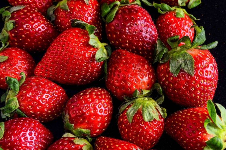 La cosecha de la fresa en España de 2022, por Baor Products