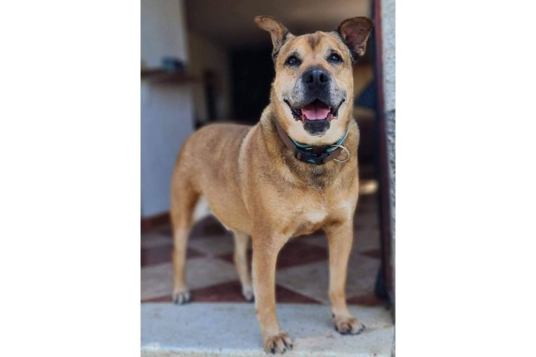 PERROBUENO, un espacio para perros durante el verano