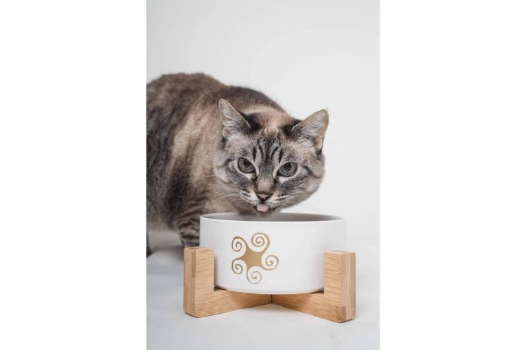 Beneficios de la comida natural para gatos, por Lenda