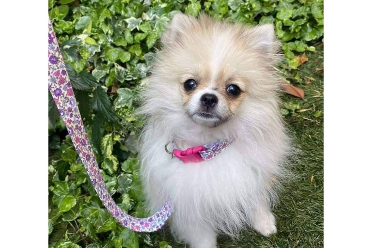 La nueva tendencia de los accesorios para mascotas de la mano de Izaladog